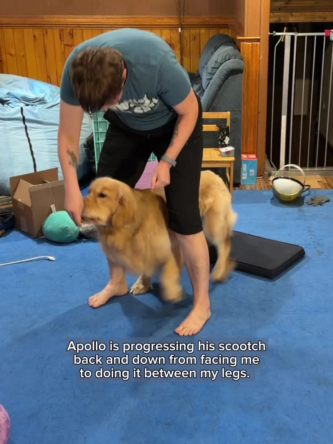 @Laura Waudby - Dog Sports