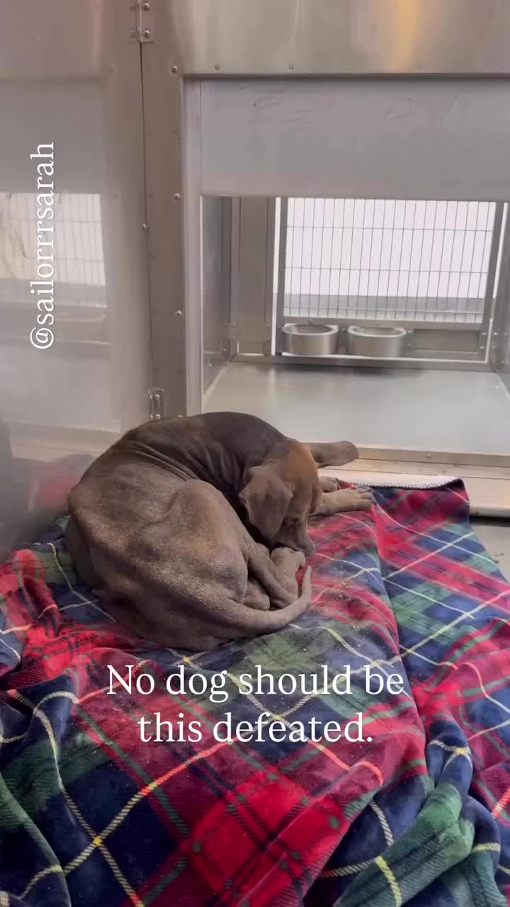 @Saving Mastiffs