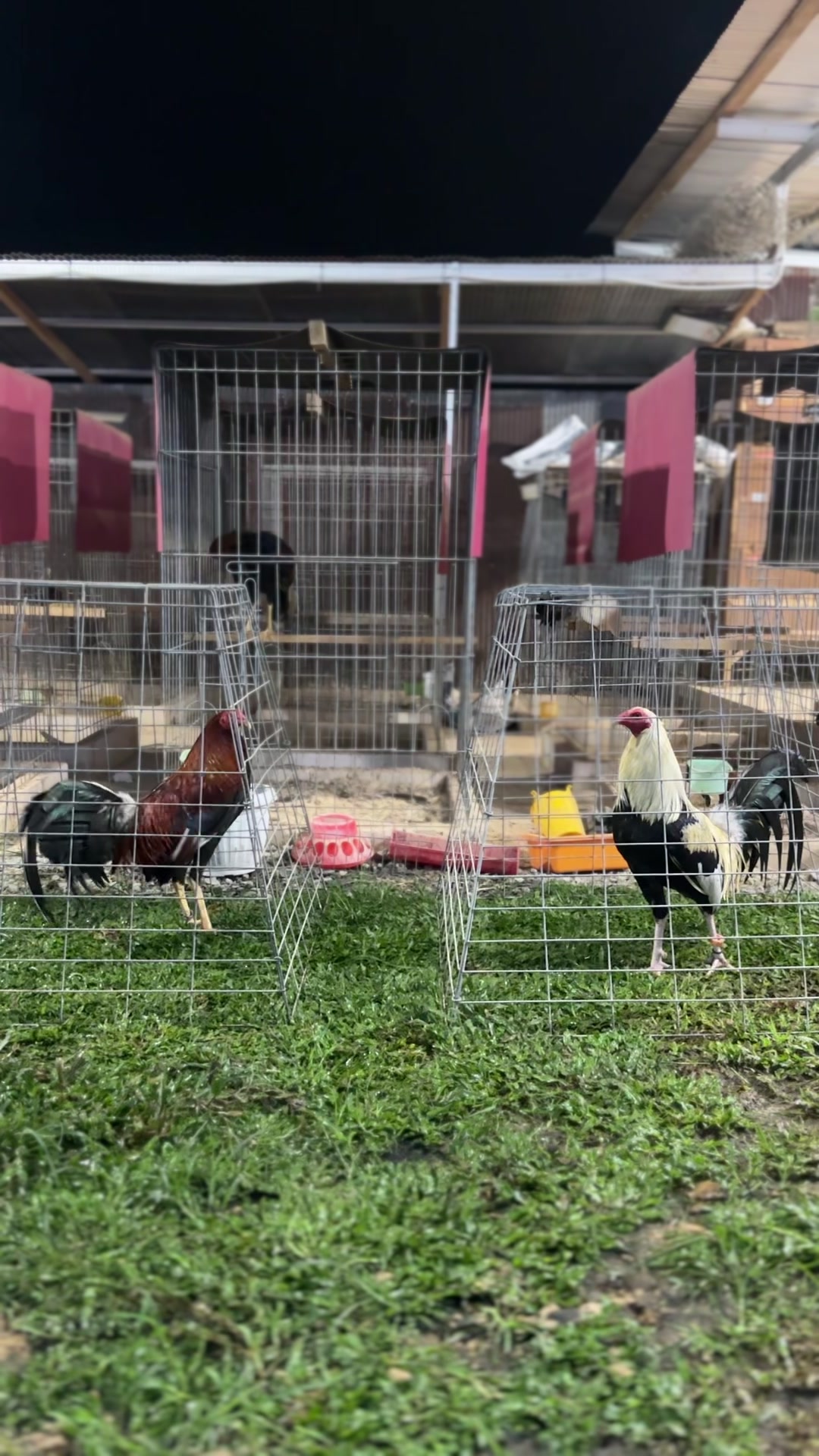 @angelsgamefowl88