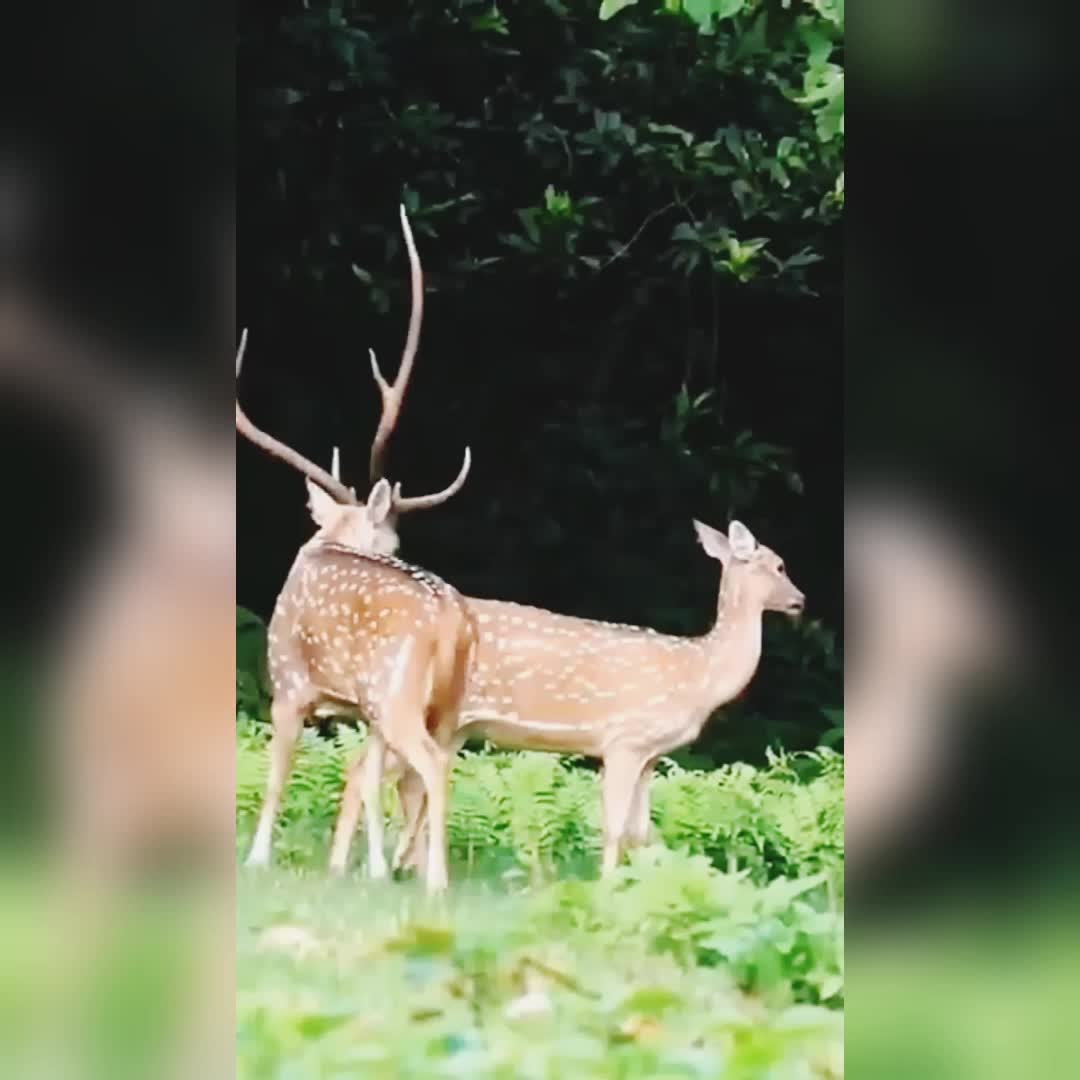 @Animal power