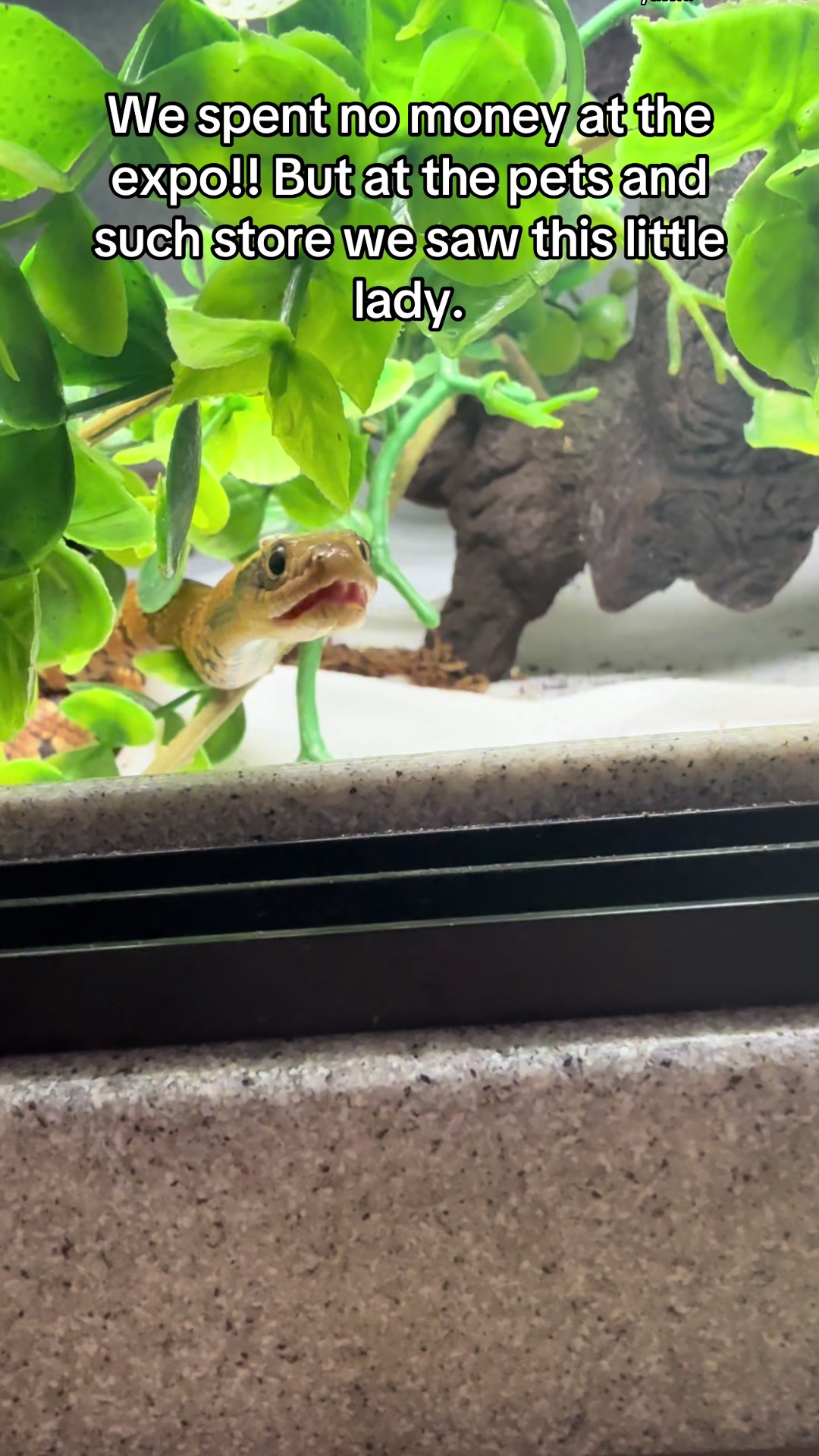 @That Reptile Guy