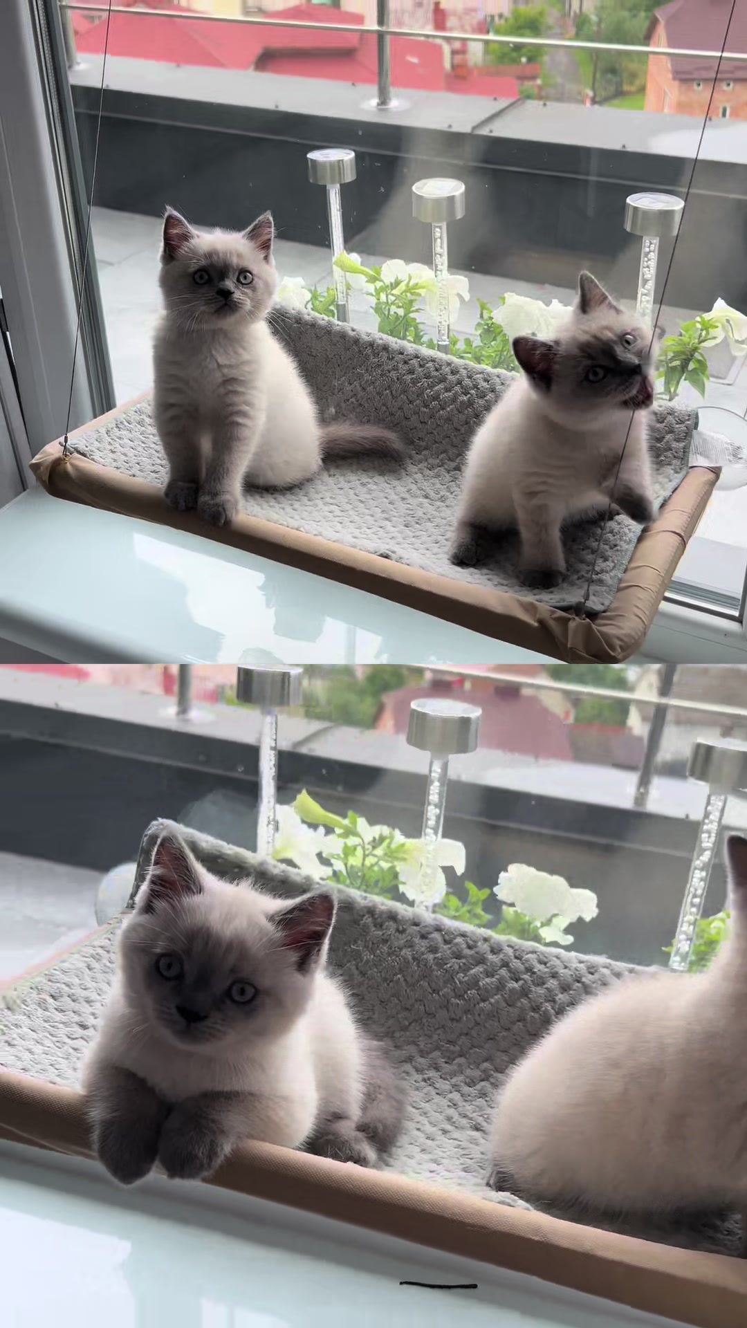 @Трускавецька киця 😻