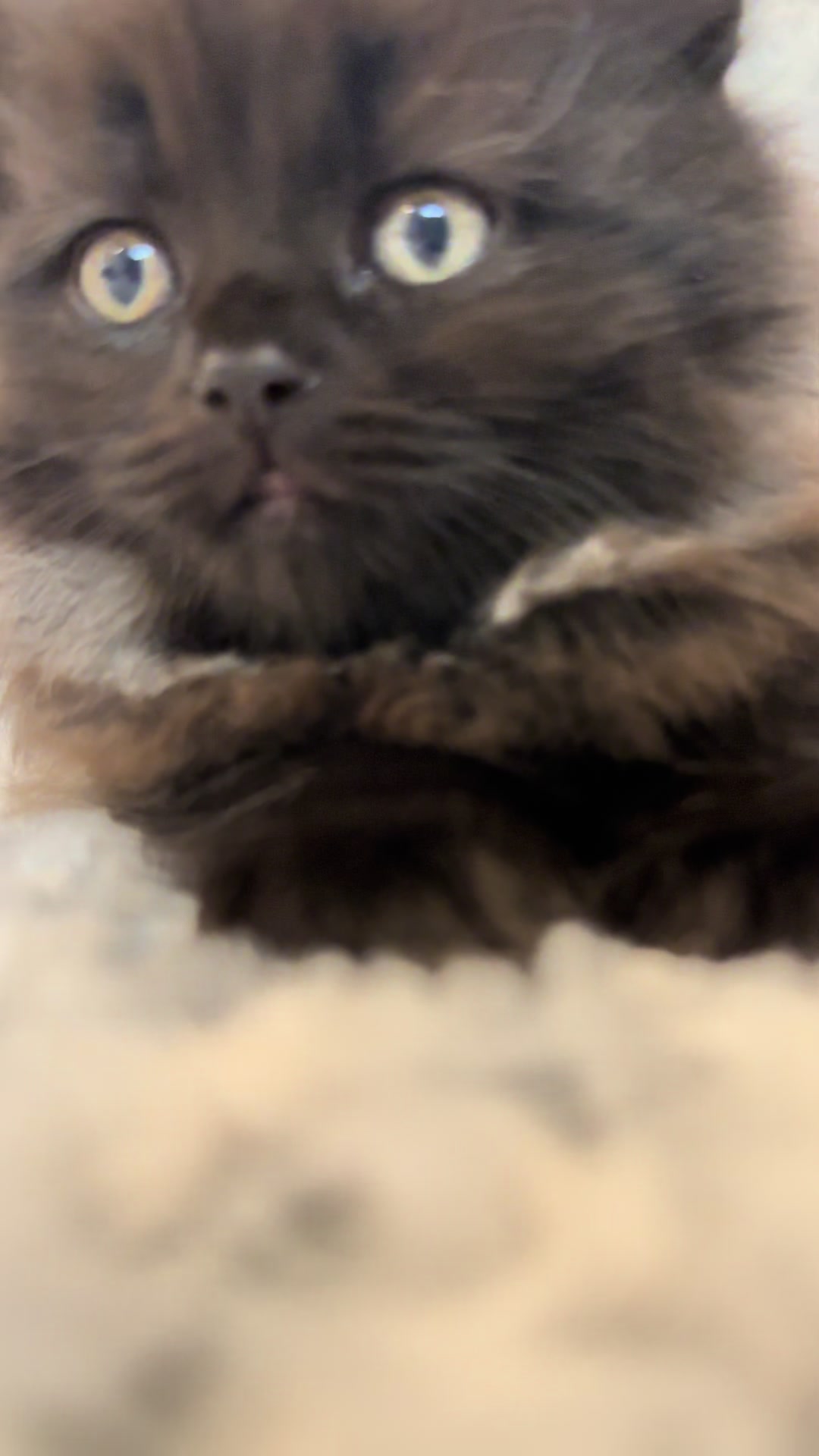 @cat.sheri.kittens