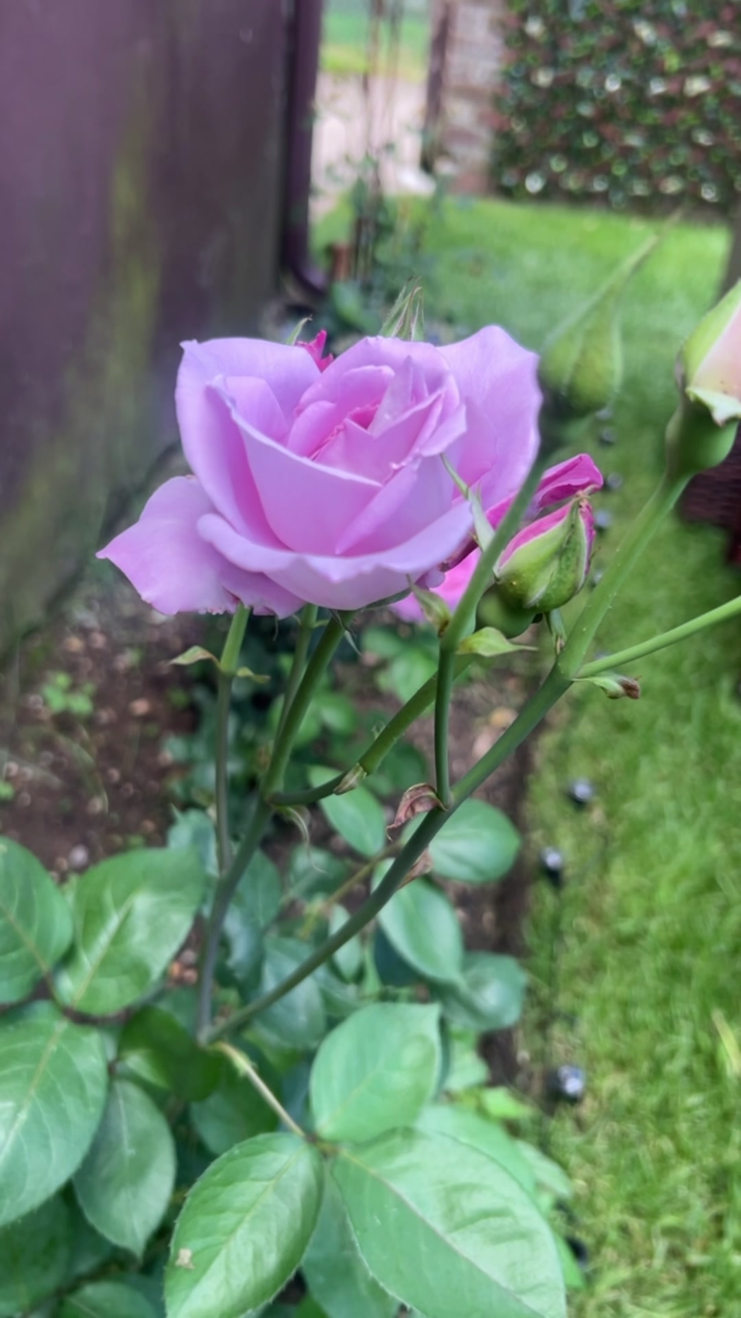 @🕊️