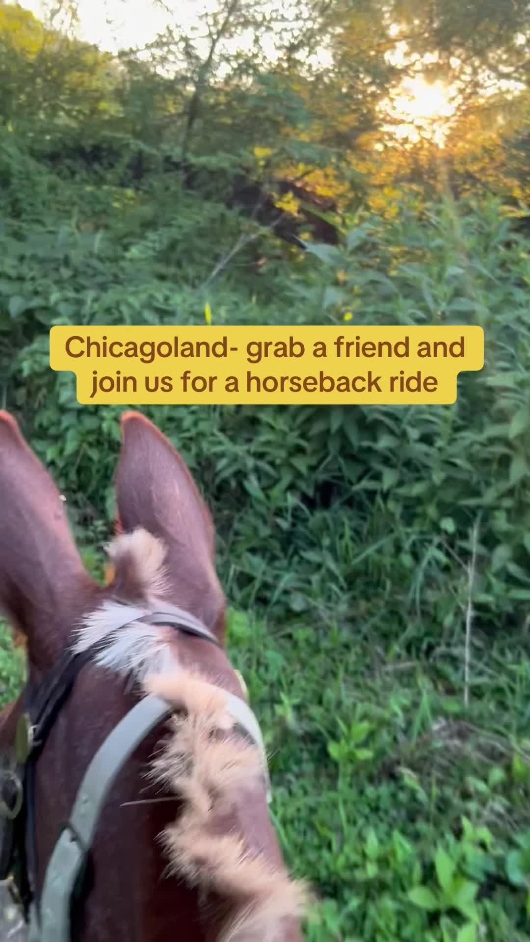 @Millbrook Trail Rides