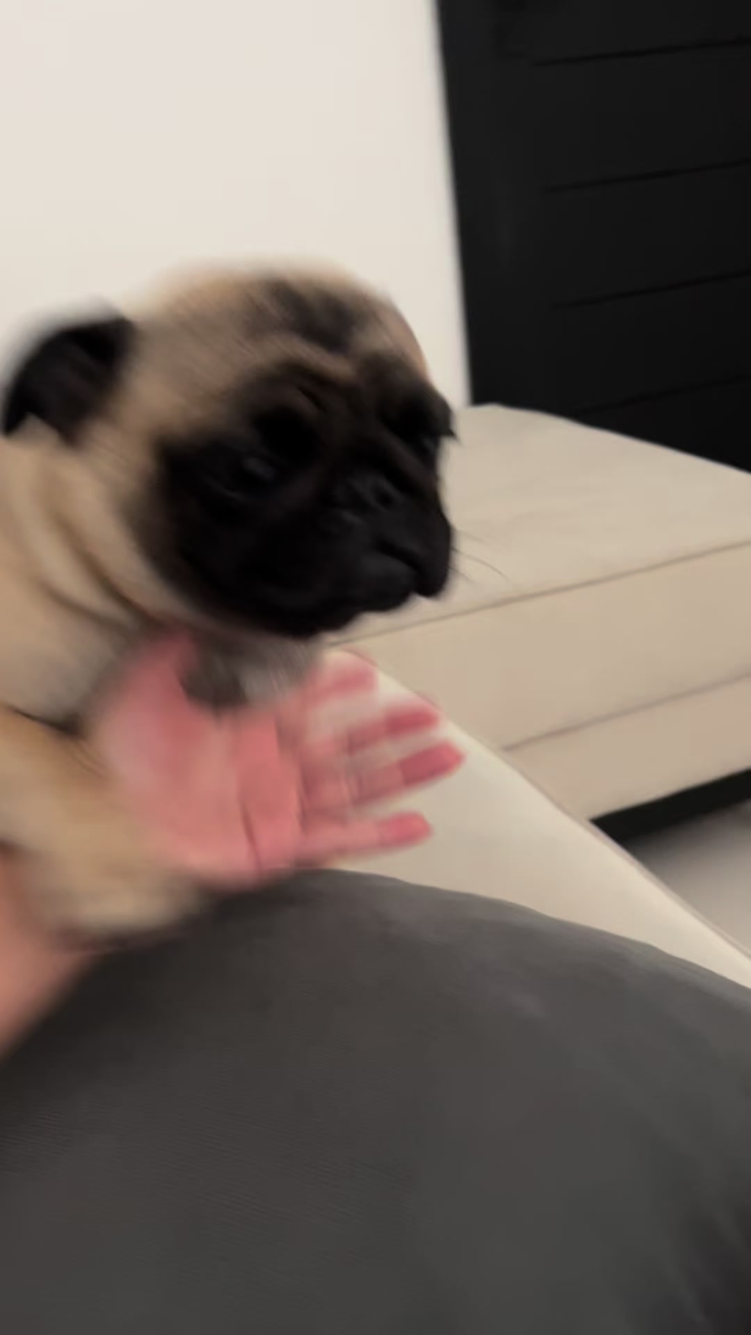 @pugSofyHarry