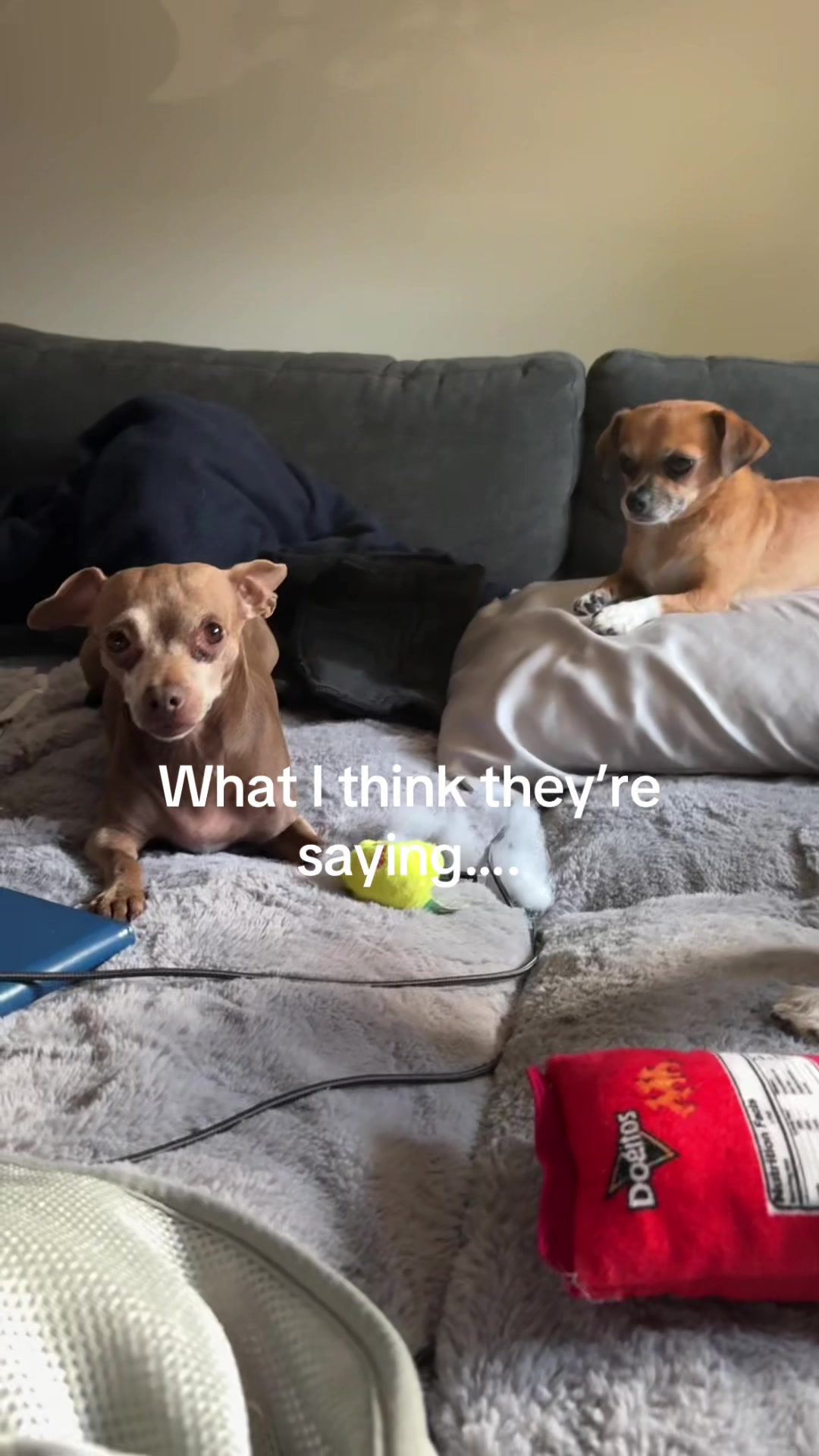 @ThePawfectDuo