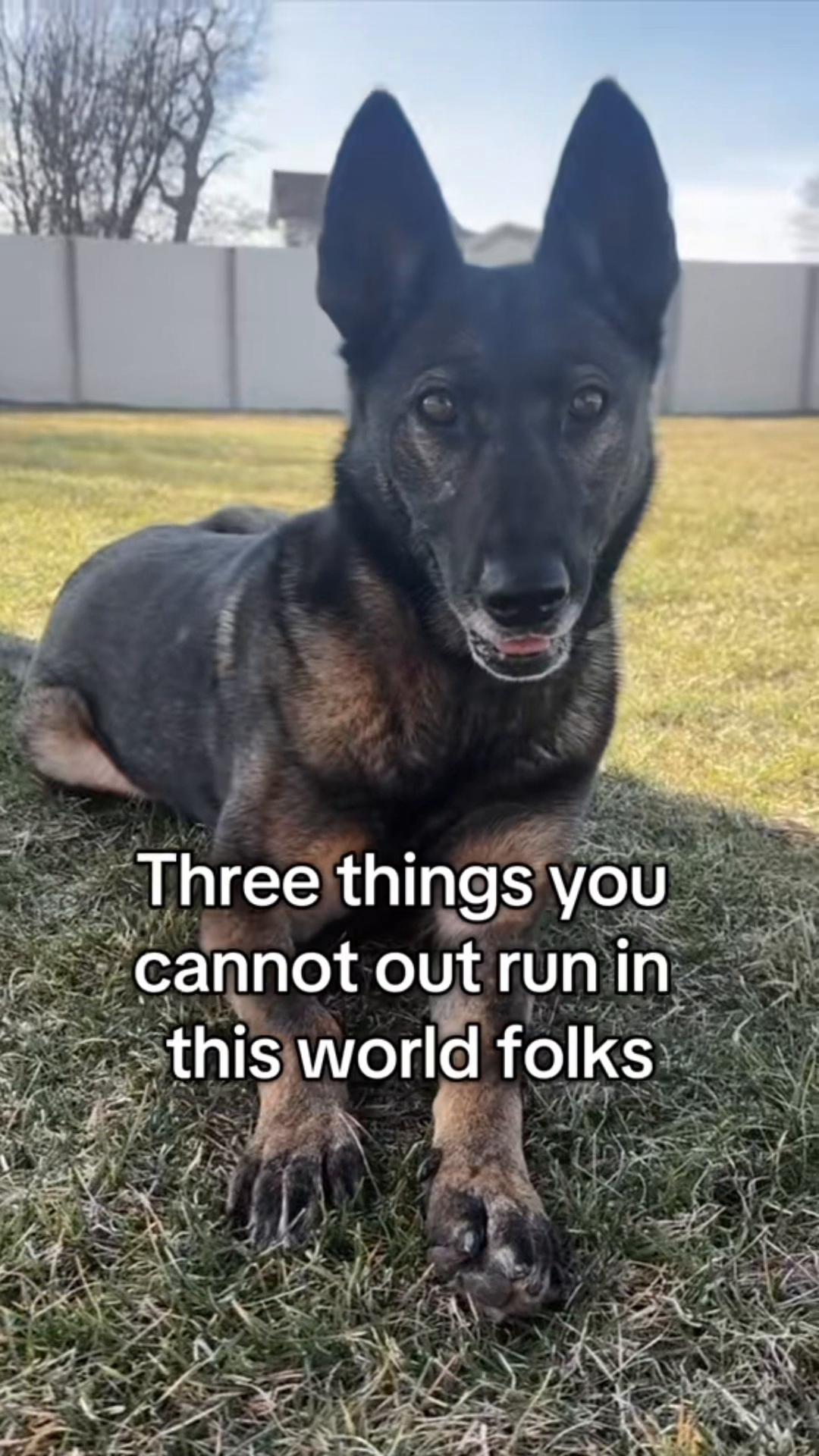 @K9 Dina
