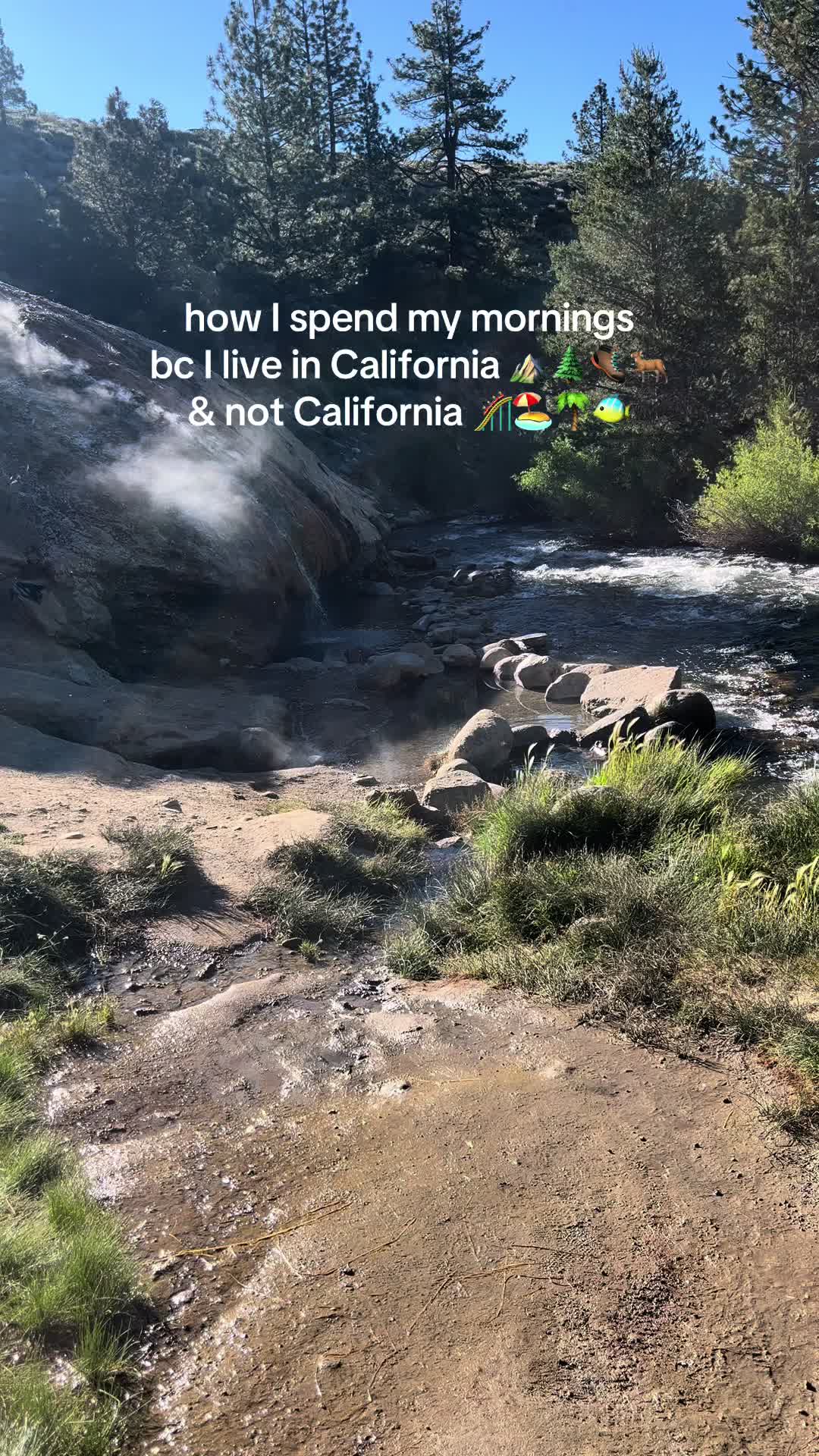 @🌲