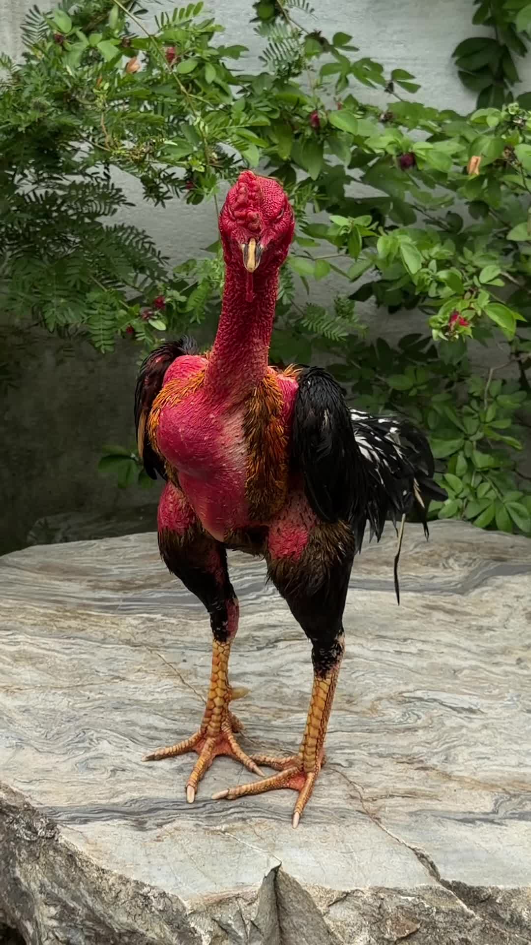 @quockhanh626666