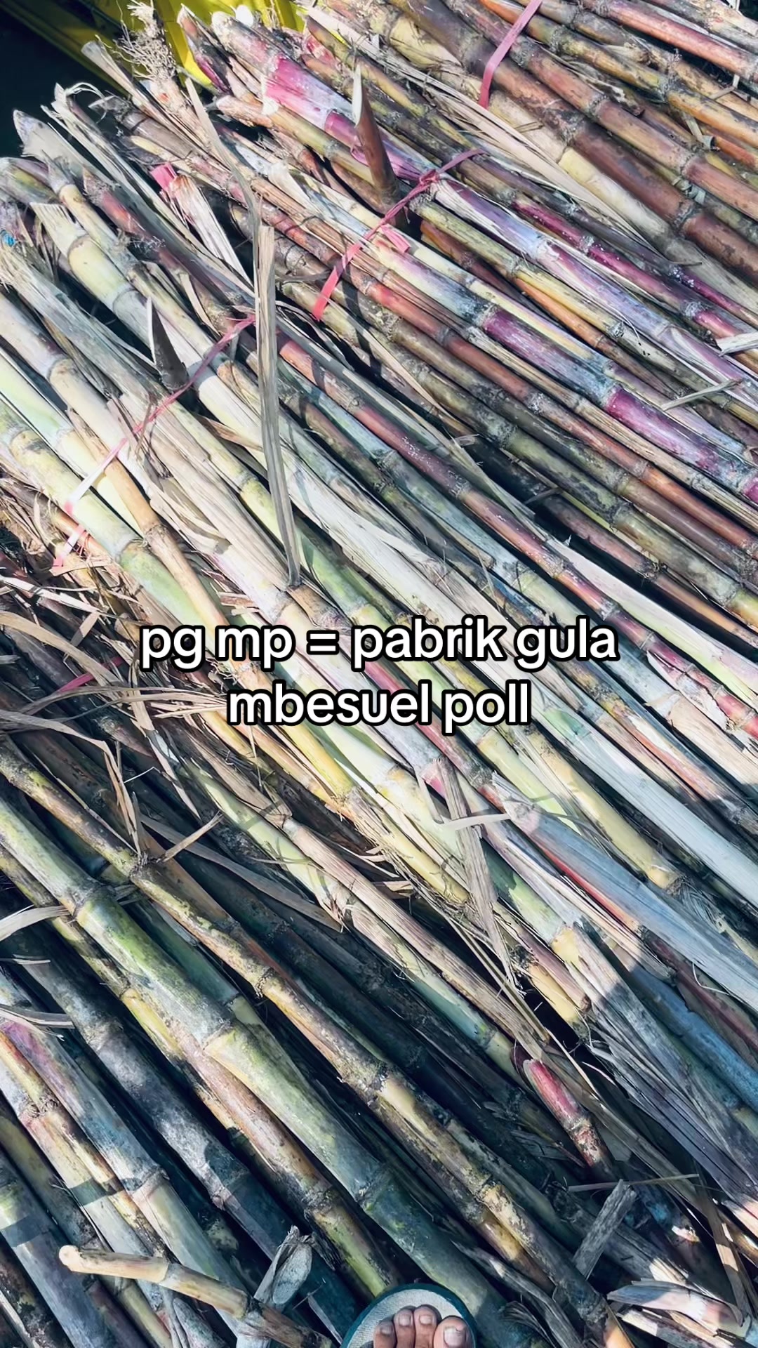 @chrstnannd