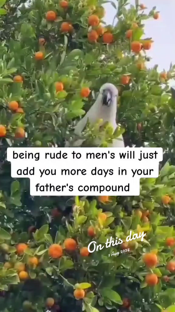 @u guy