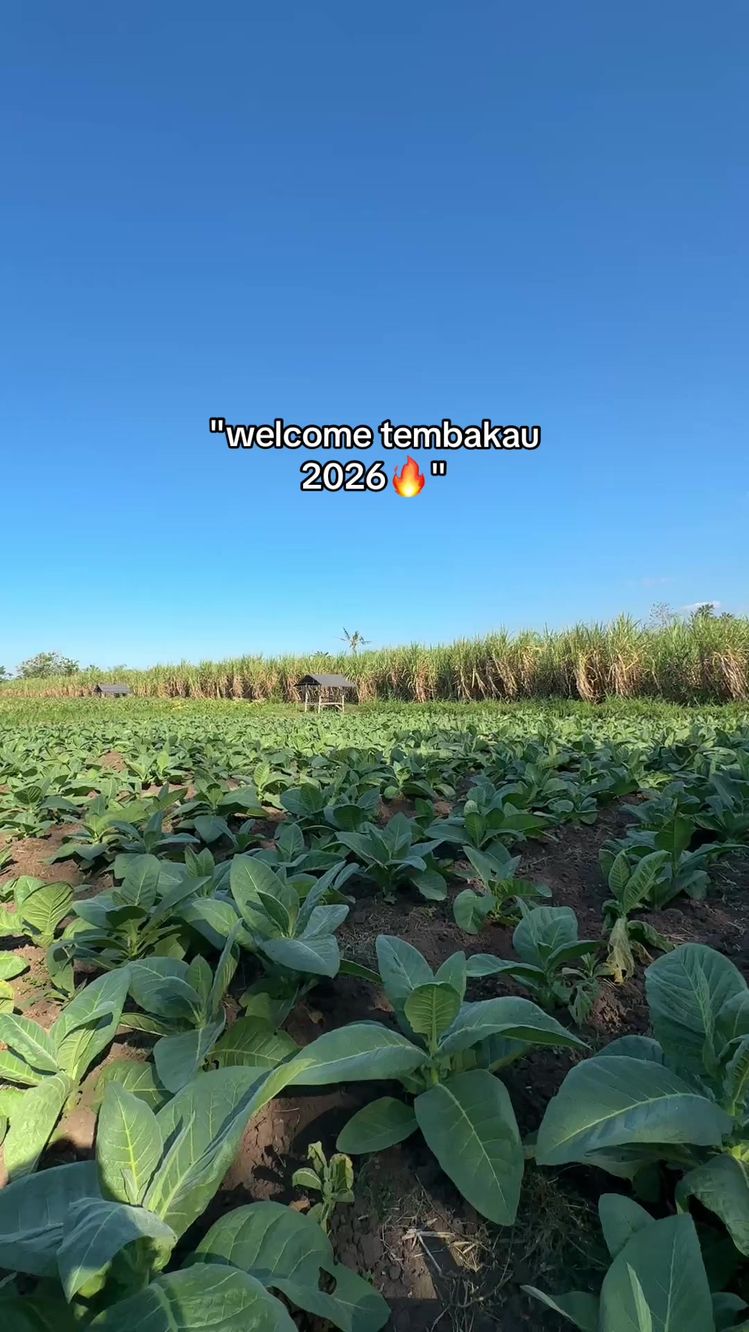 @محمد حسن لطفى