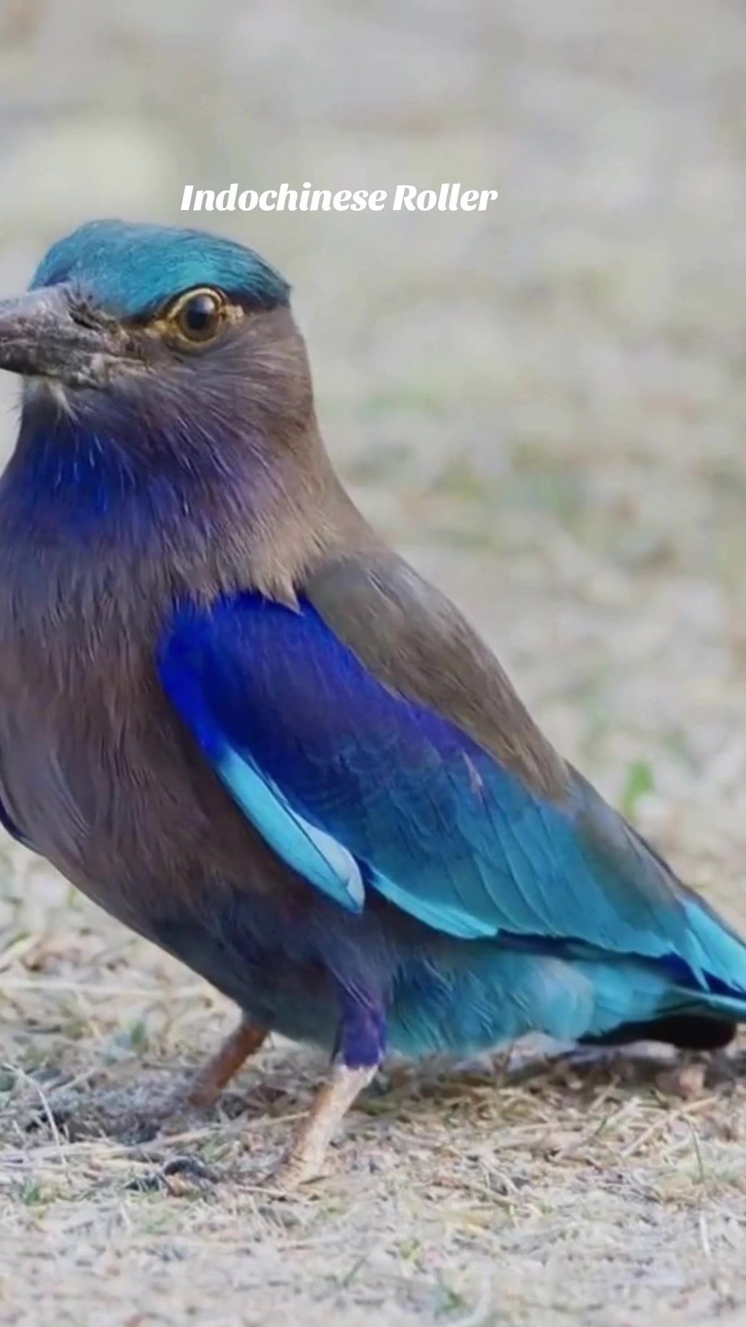 @Unique Bird Facts
