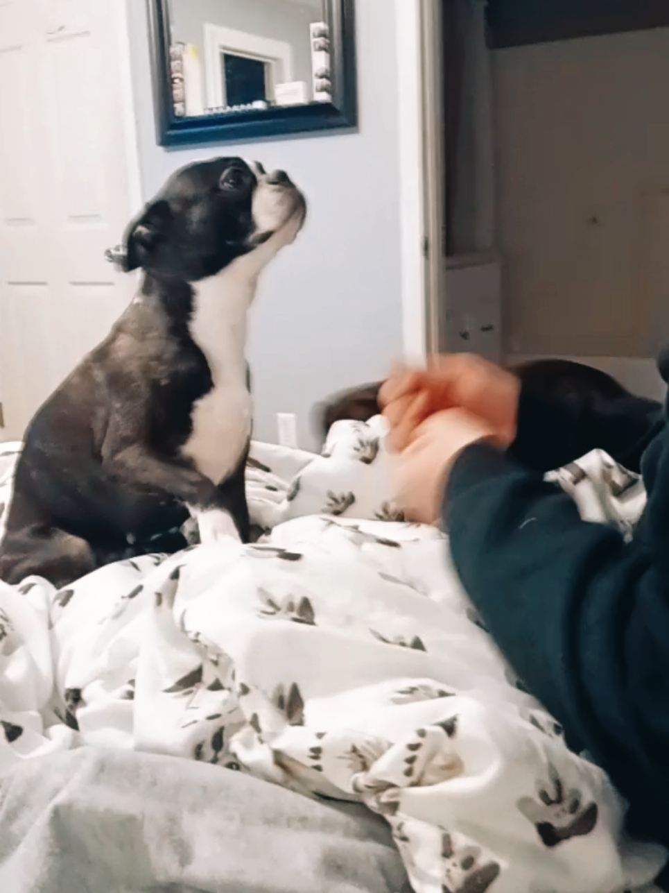 @Ruby the Boston Terrier-G7