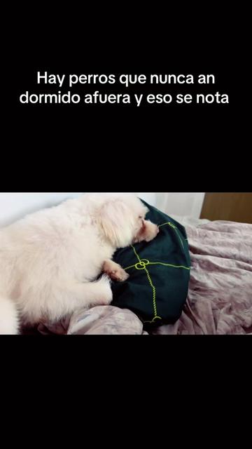 @La Nica