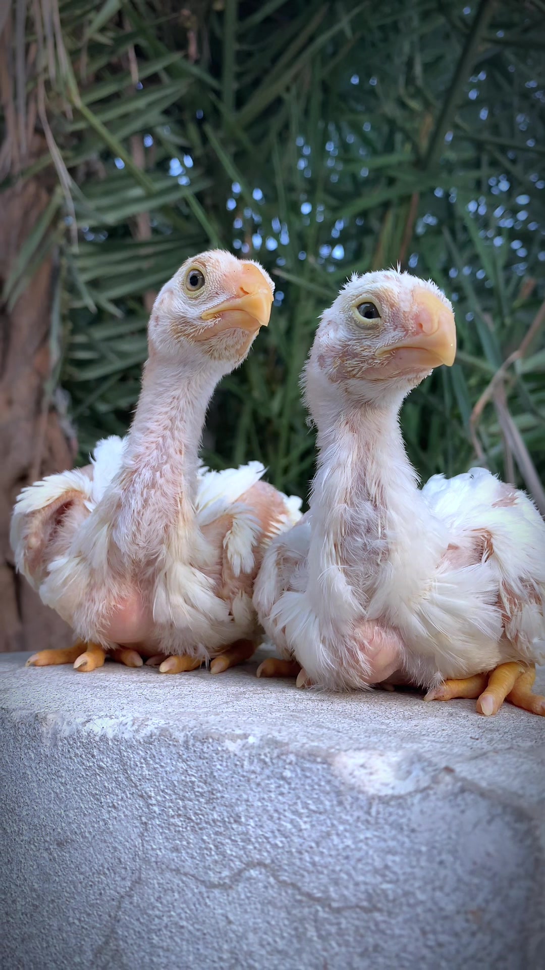 @Birds_Goat