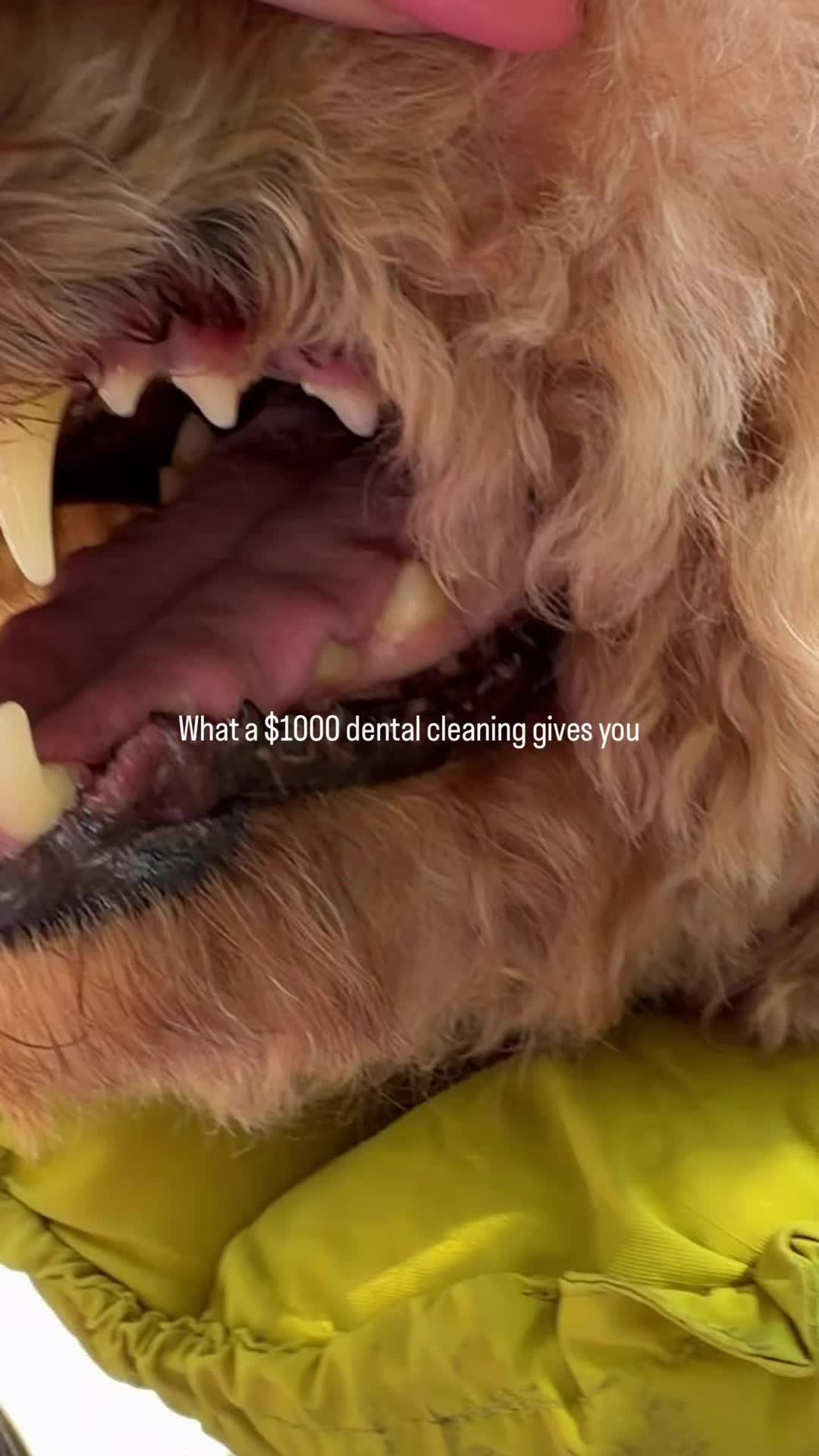 @Pupwell
