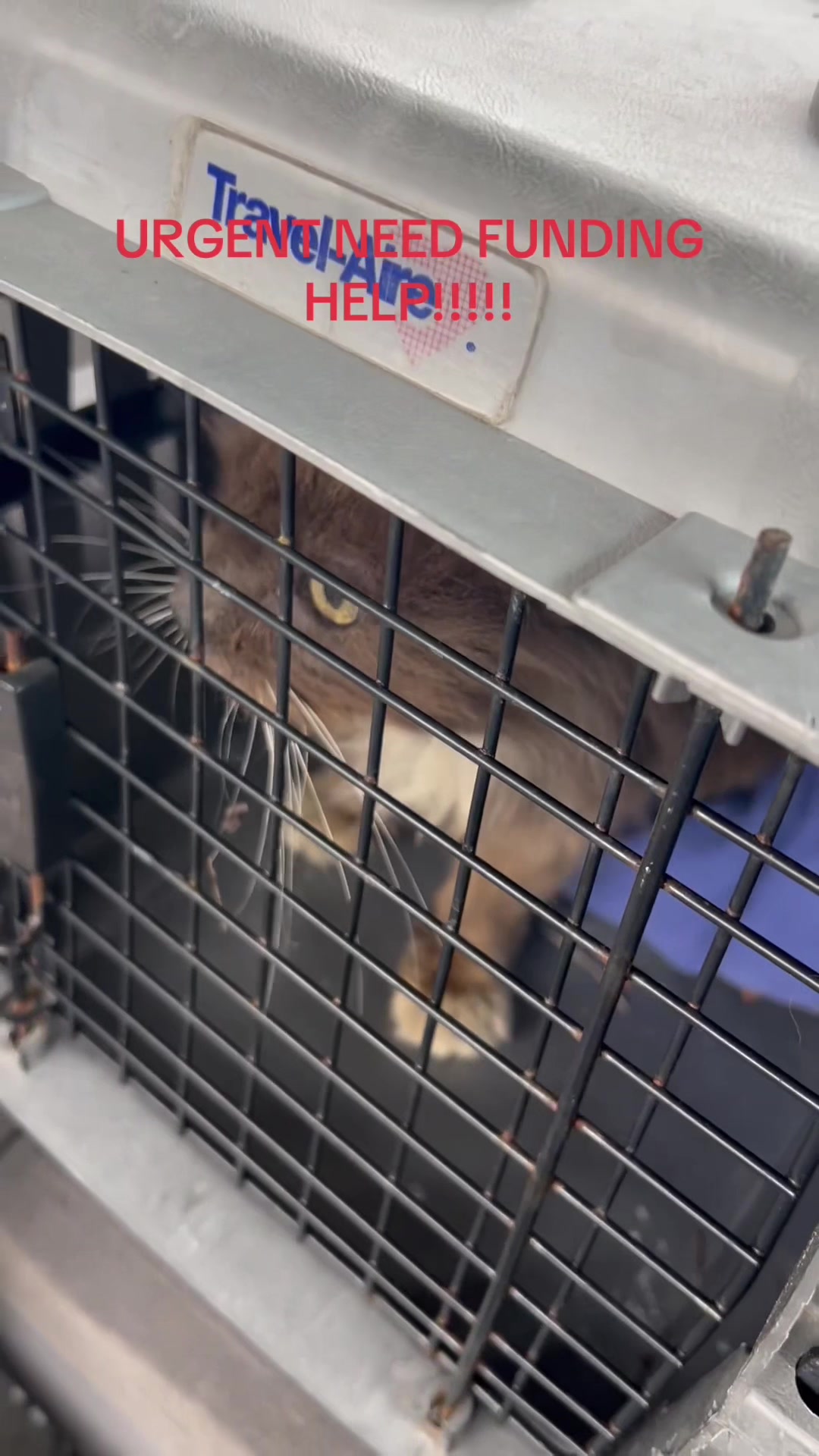 @Are We Home Yet? Cat Sanctuary