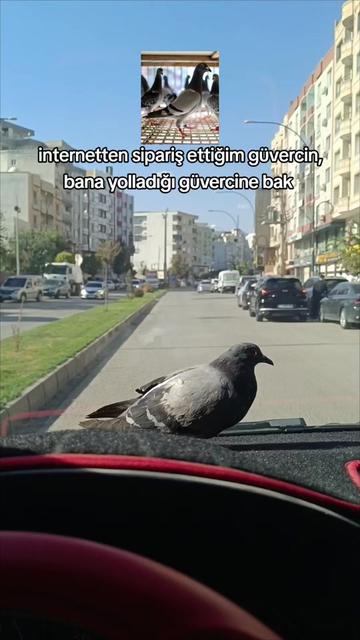 @Yaşar Altun