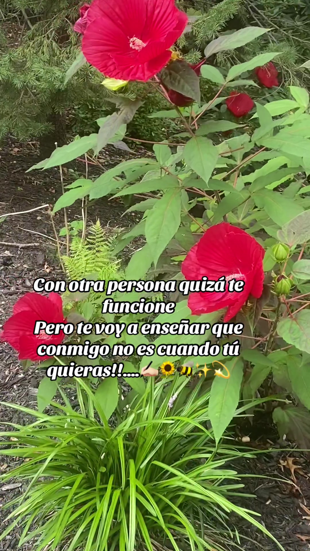 @💛Bonita_Girasol91