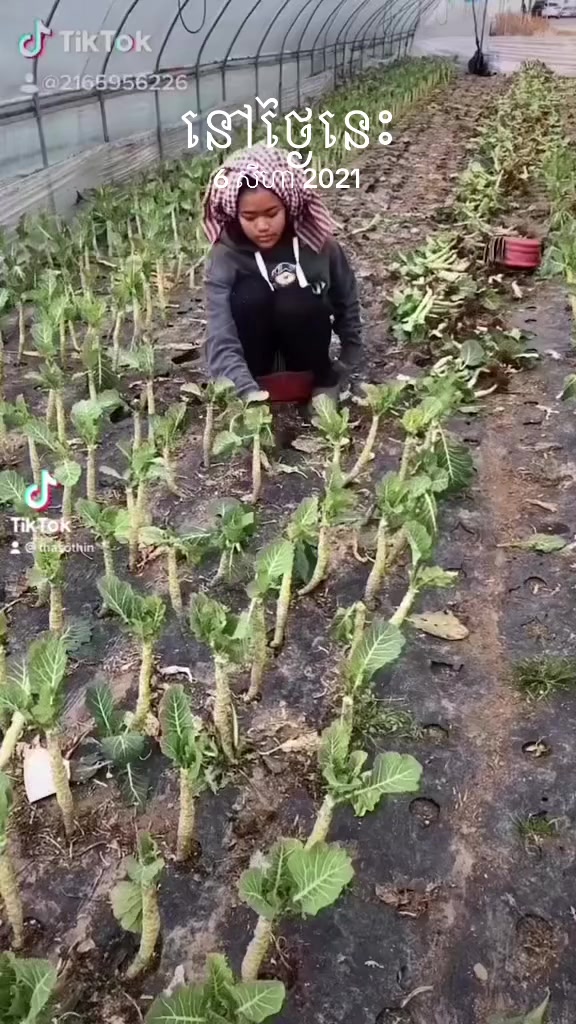 @thasothinថាធីន