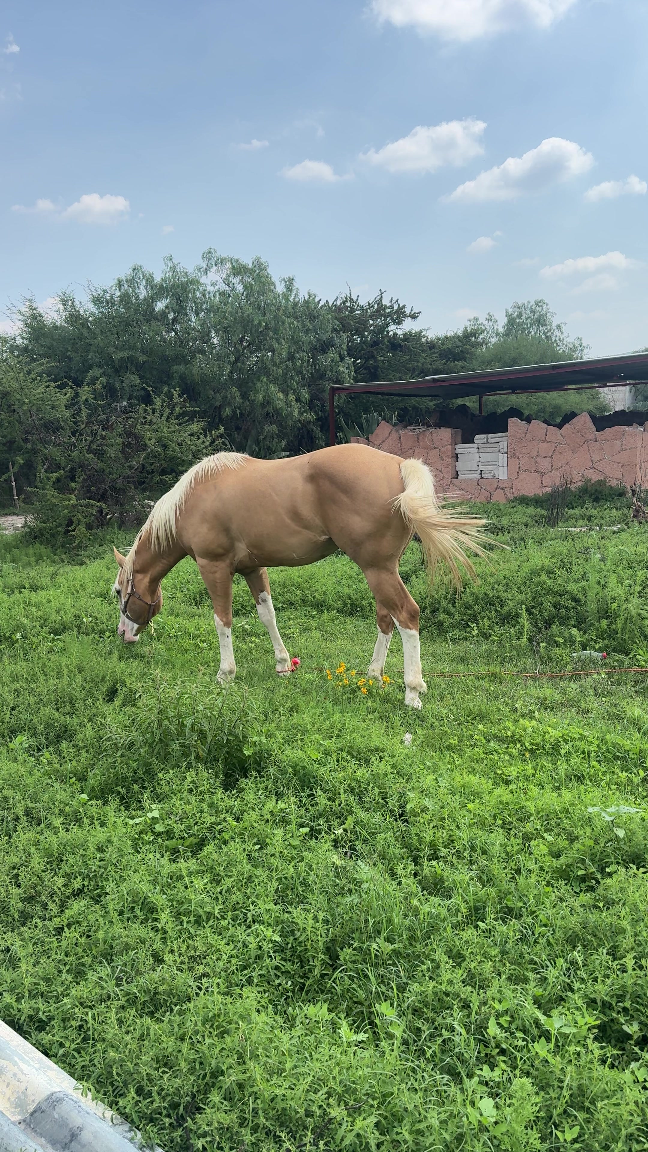 @Dario Olvera Ranch