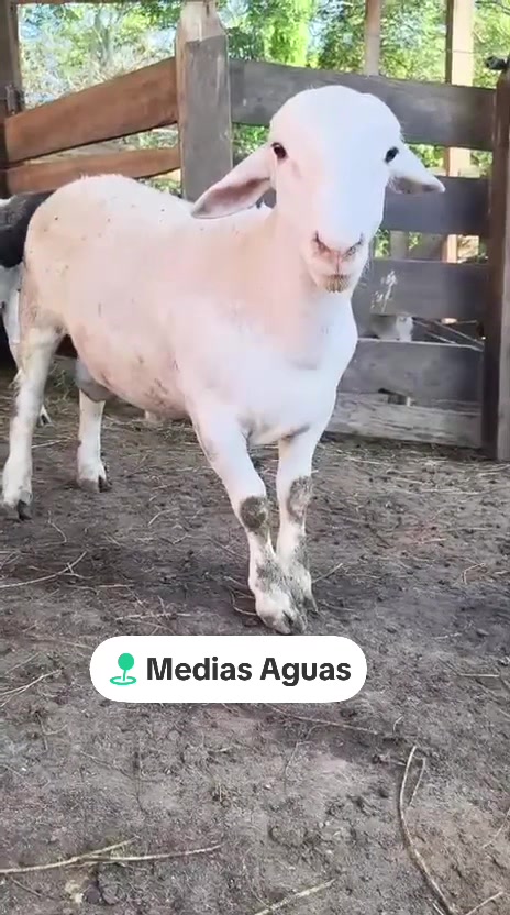 @maya