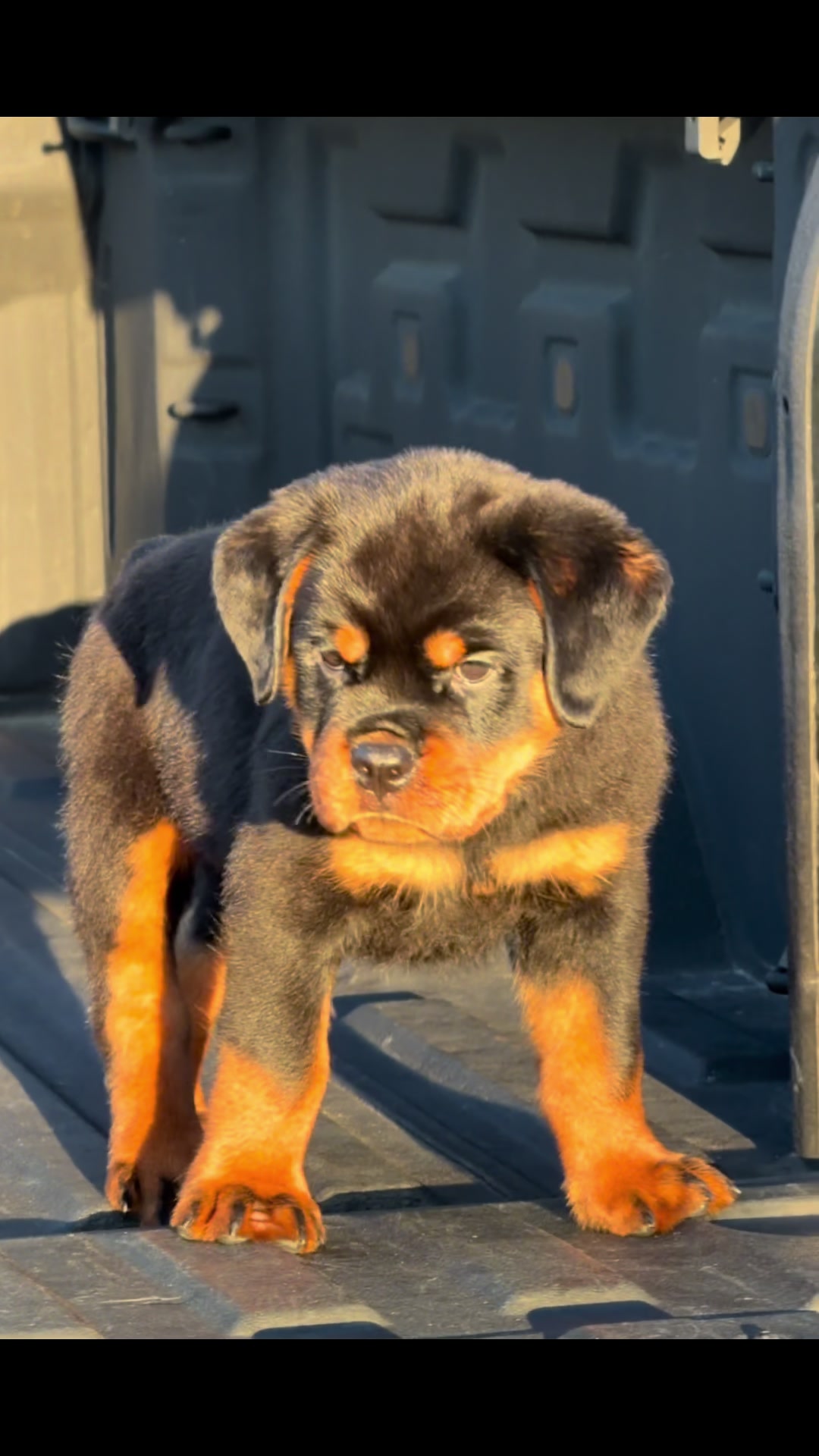 @King Vasko Rottweilers