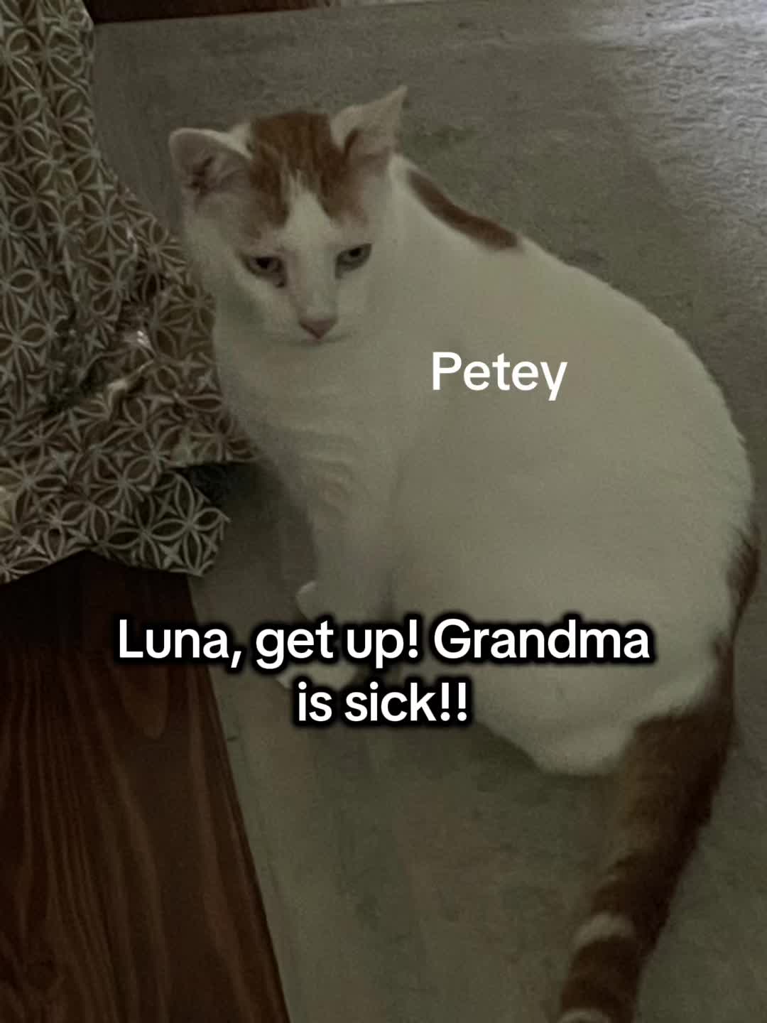 @The Appalachian kitties