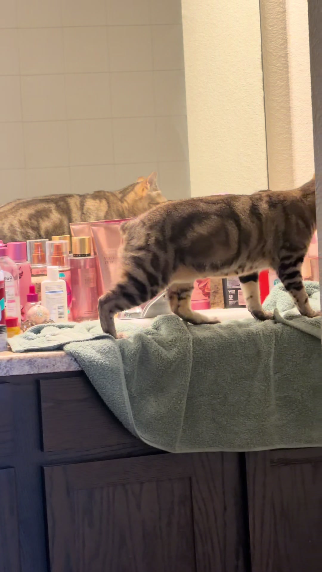 @Lilly kitty🐱✨