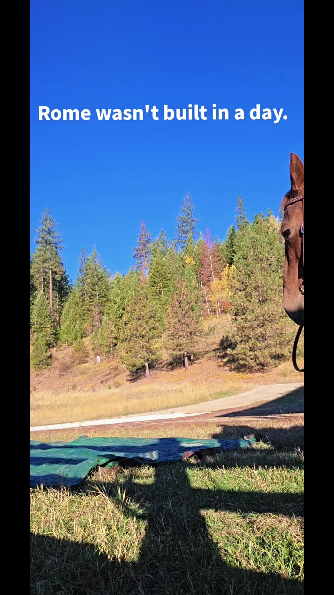 @🐴 ColdMountainRanch 🏇