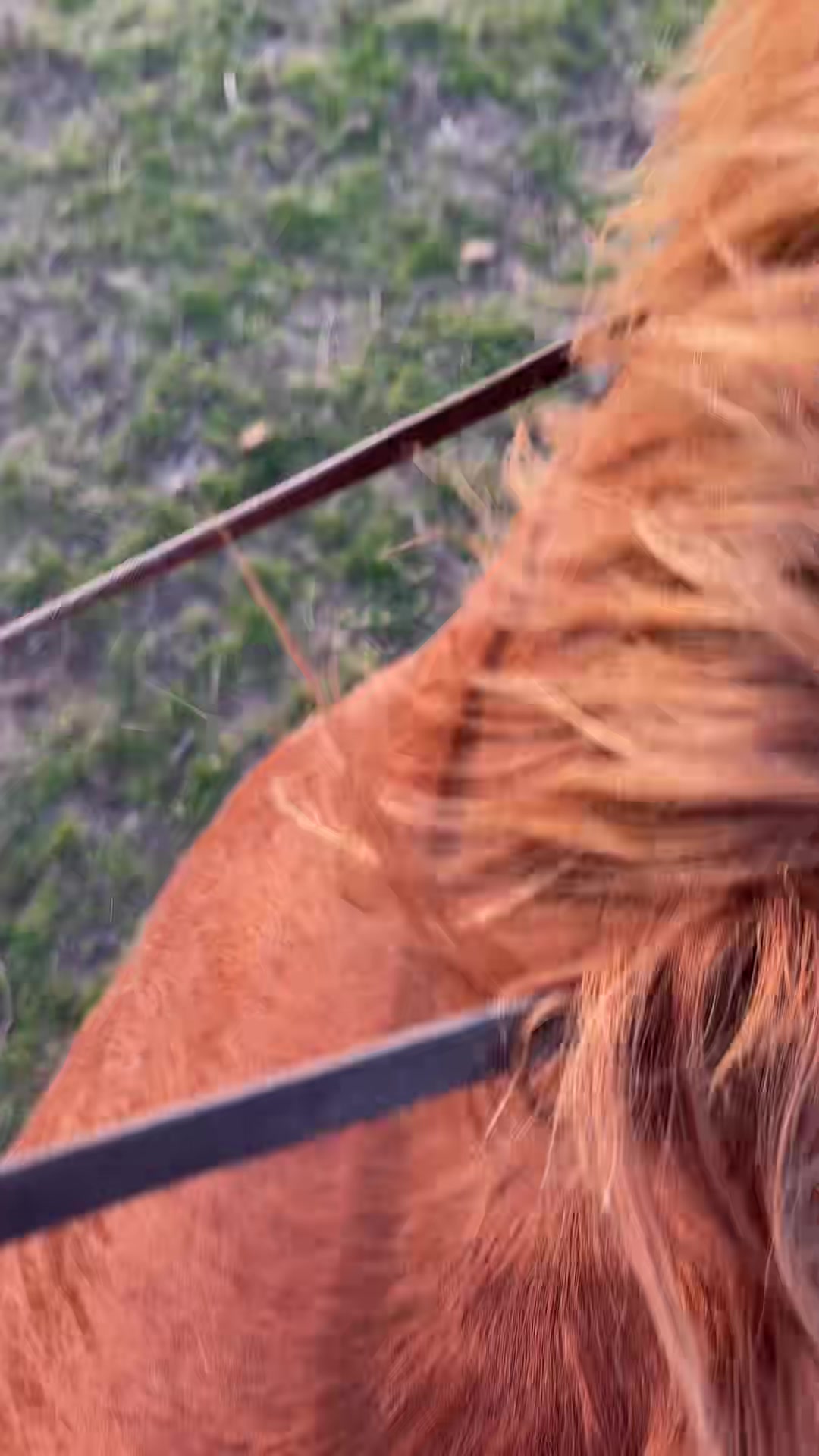 @That one horse girl
