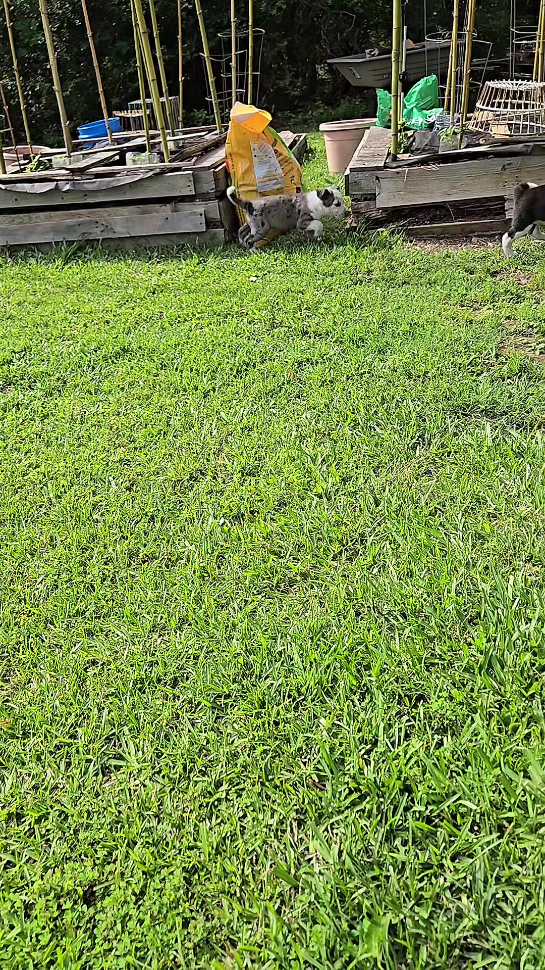 @Kristin & Diesel the Pittie 💕