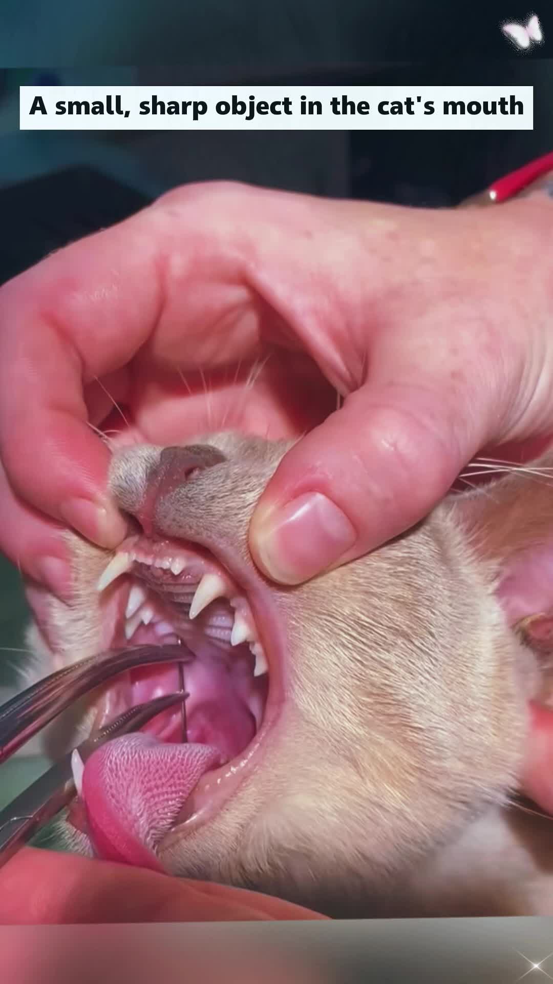 @Animal rescue tips