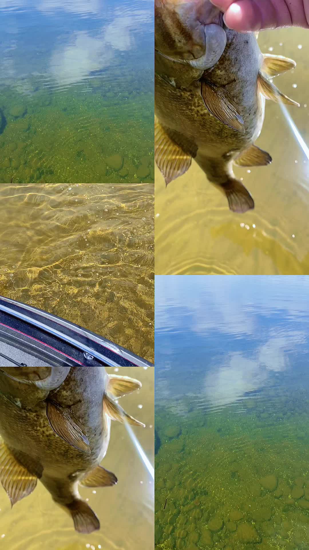 @chadsfishin