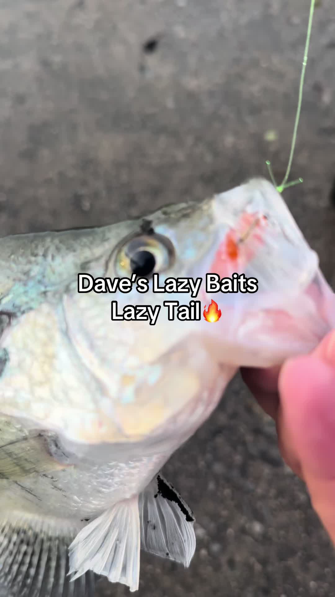@Dave&rsquo;s Lazy Baits