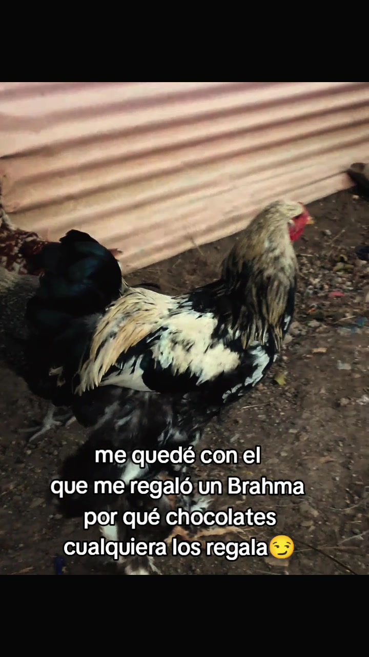 @chica gueguense505