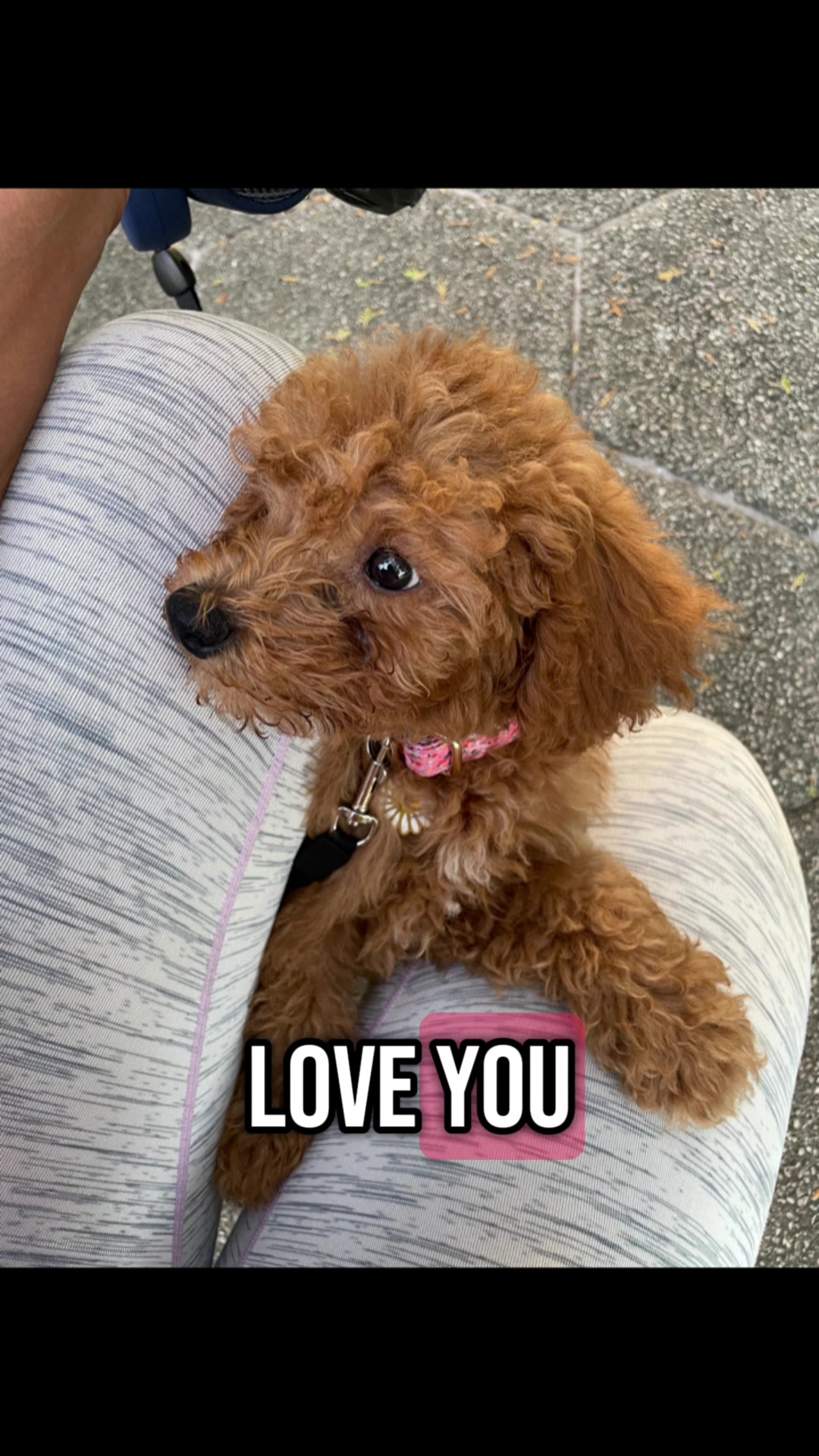 @Dm77poodles