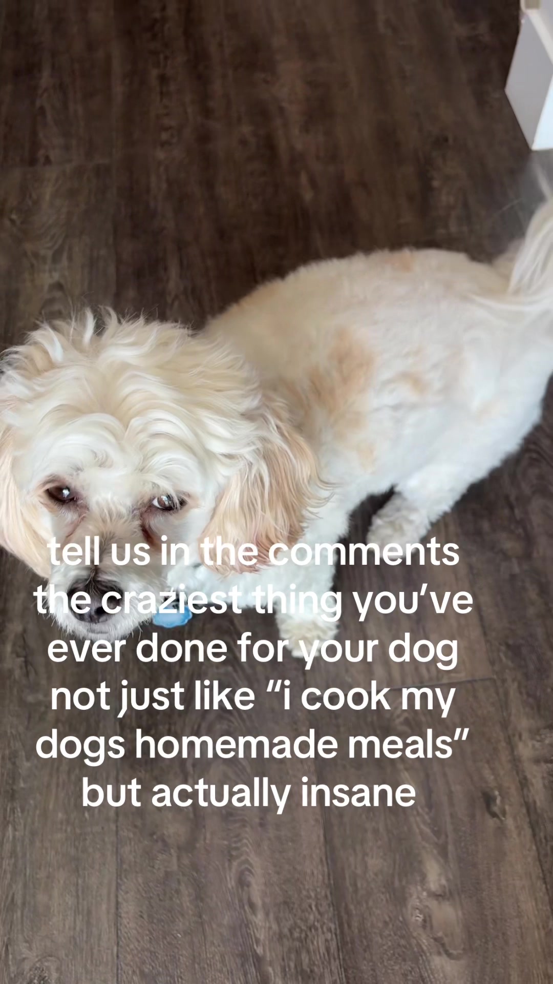 @Silly.dog.cooper