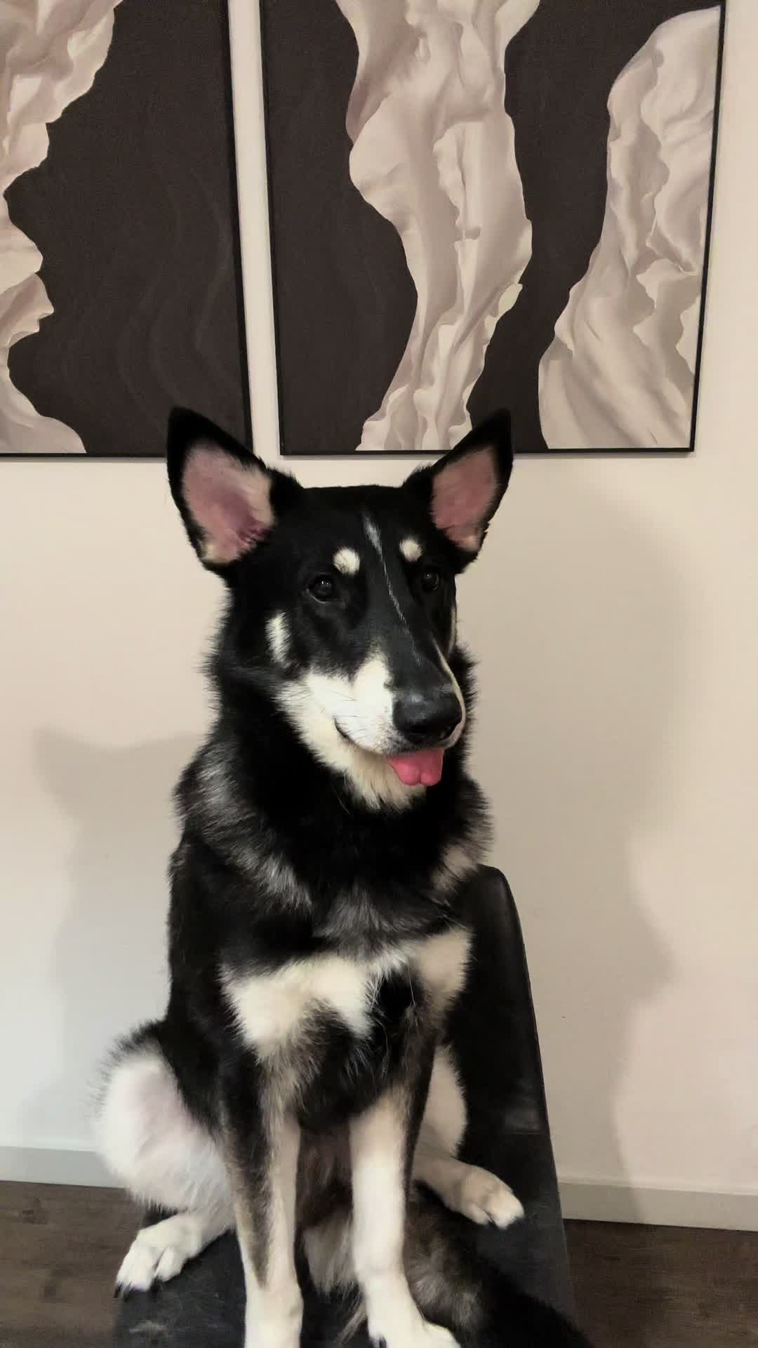 @tylerthek9trainer
