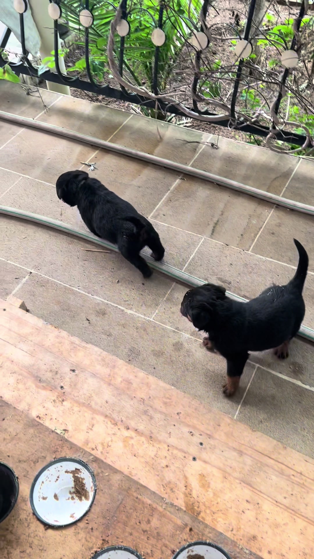 @RottweilerBaku
