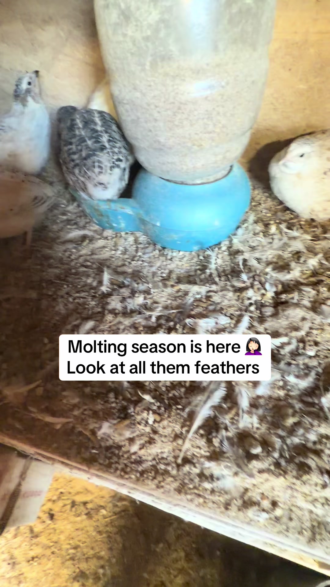 @NonniesFunnyFarm