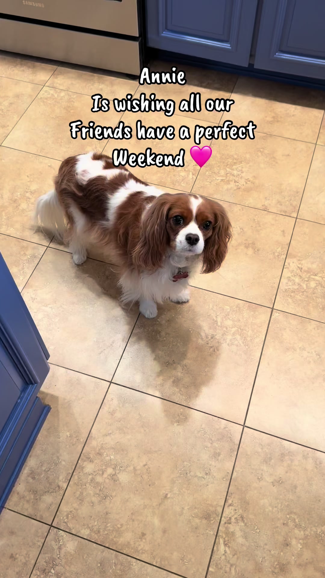 @annie_rae_the_cavalier