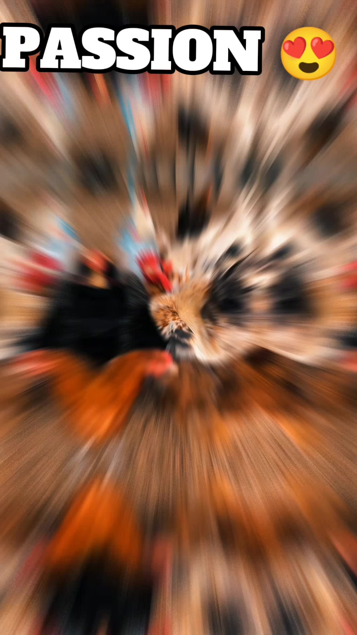 @NDIAYE-BREEDING 🐔
