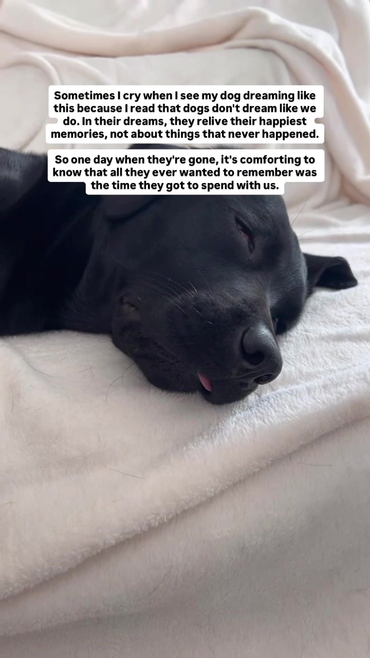 @lisatheblacklab