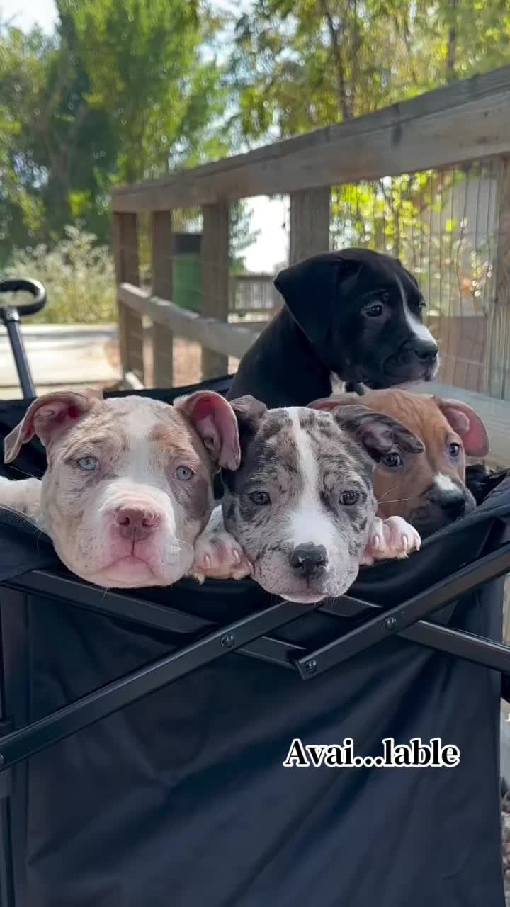 @Andrew cane corso