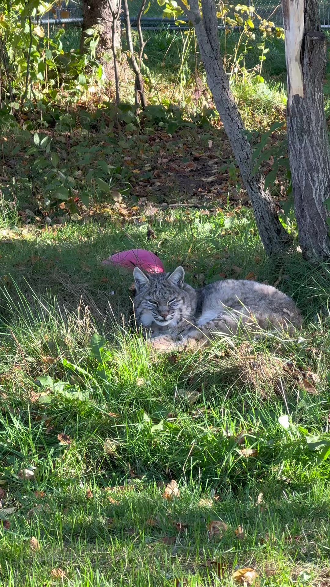 @The Wildcat Sanctuary