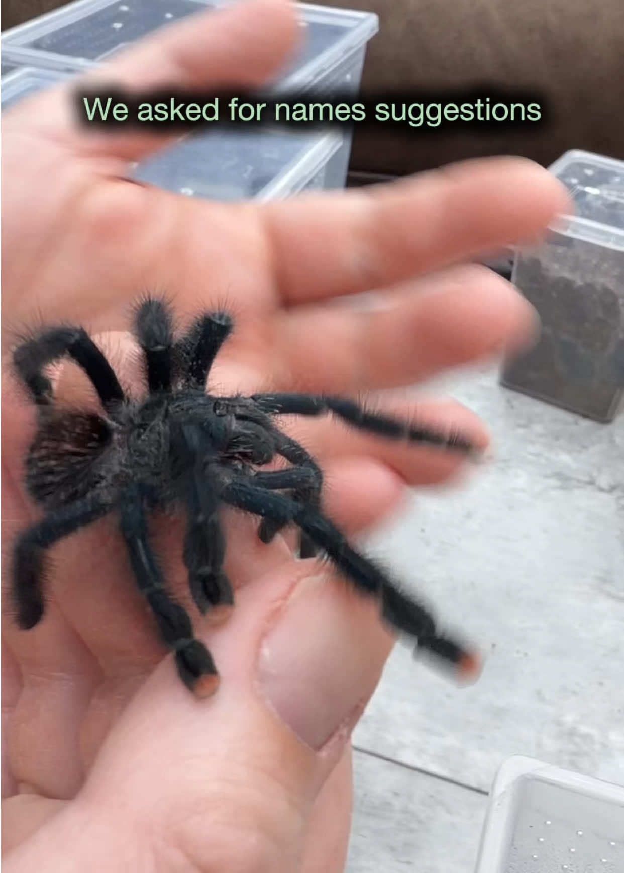 @Spider Conservatory