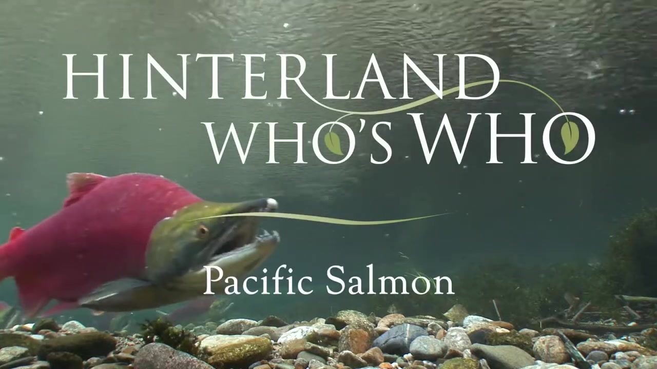 @Hinterland Who&rsquo;s Who
